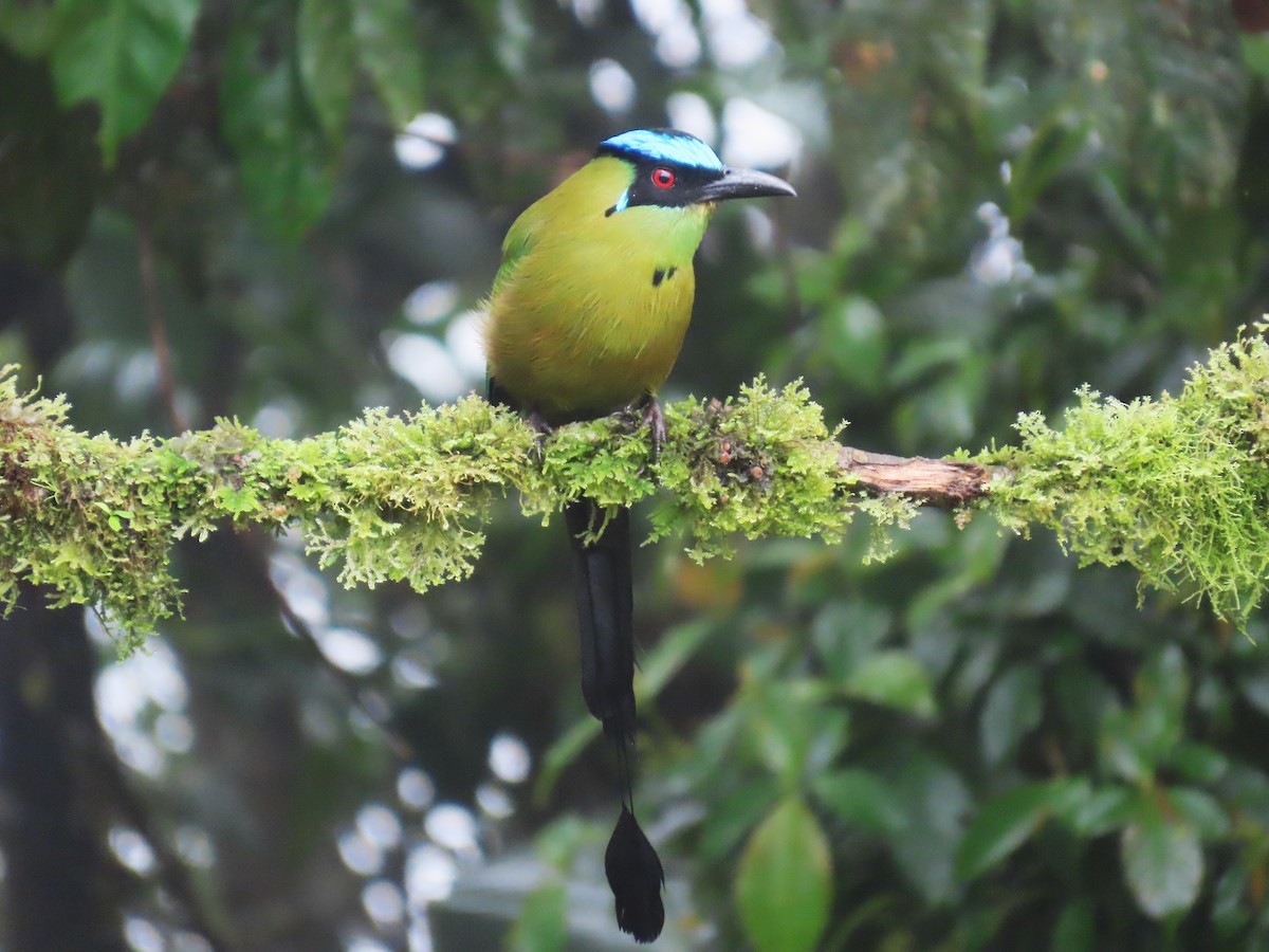 Andean Motmot - ML645410329