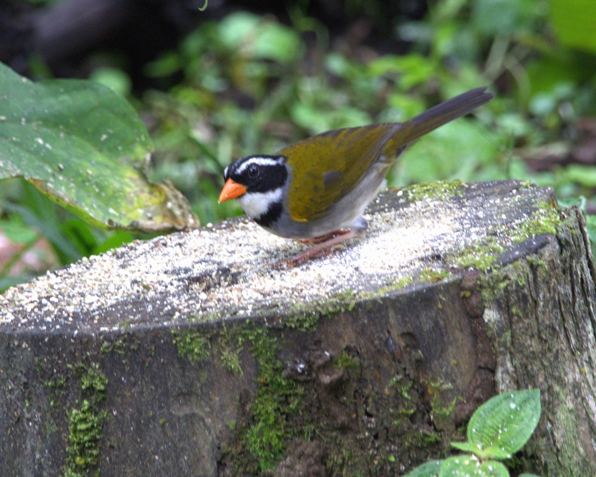 Orange-billed Sparrow - ML645410330