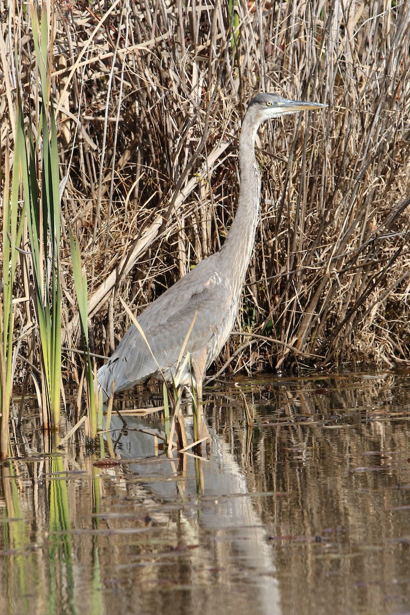 Great Blue Heron - ML645410332
