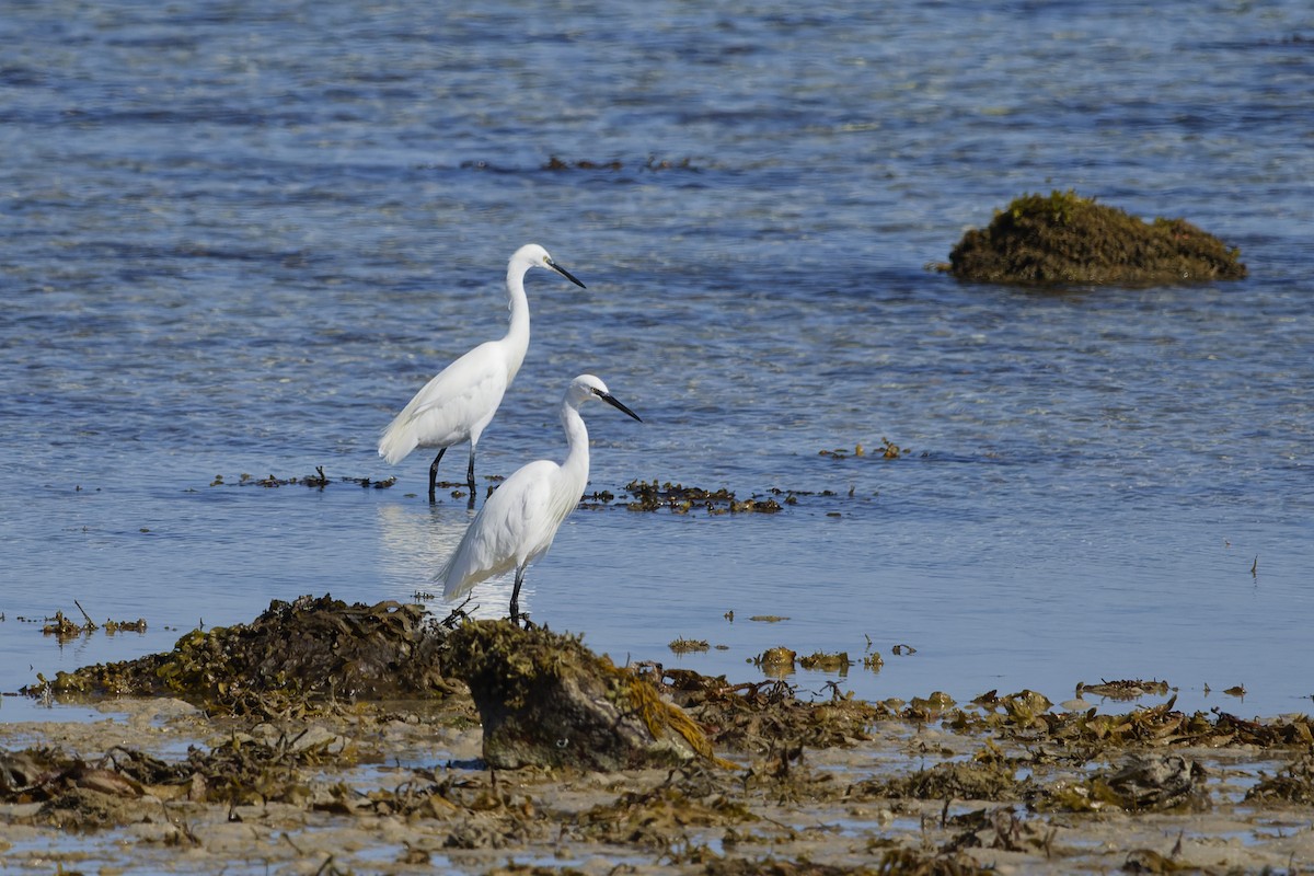Little Egret - ML645410333