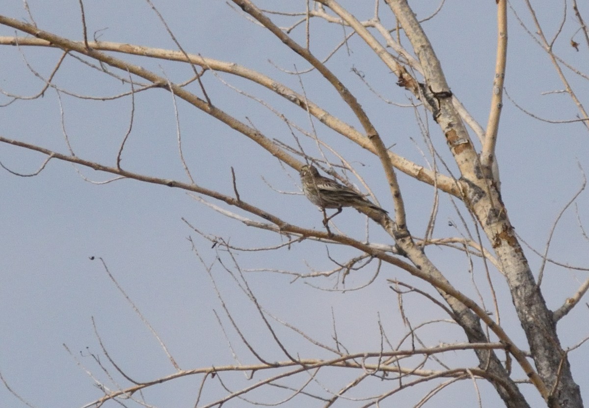 Lark Bunting - ML645410336