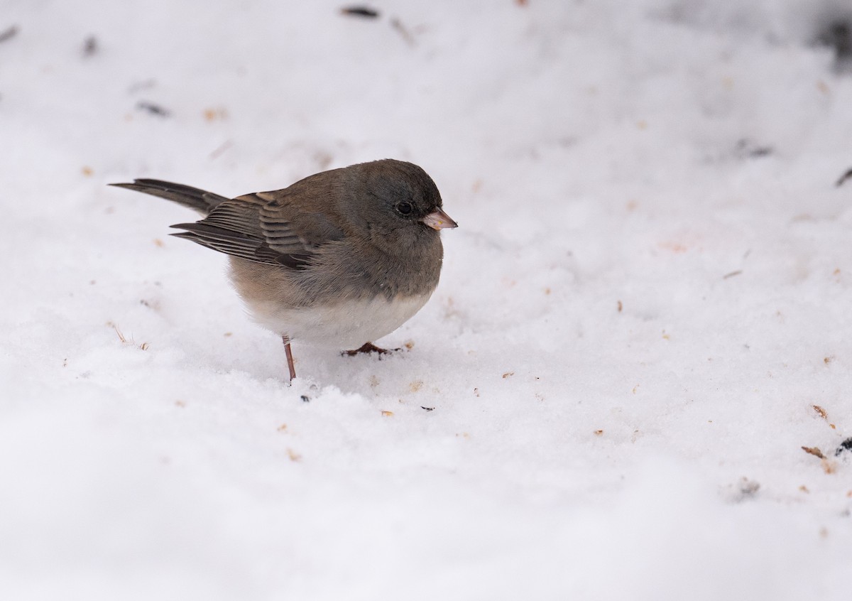 Dark-eyed Junco - ML645410340