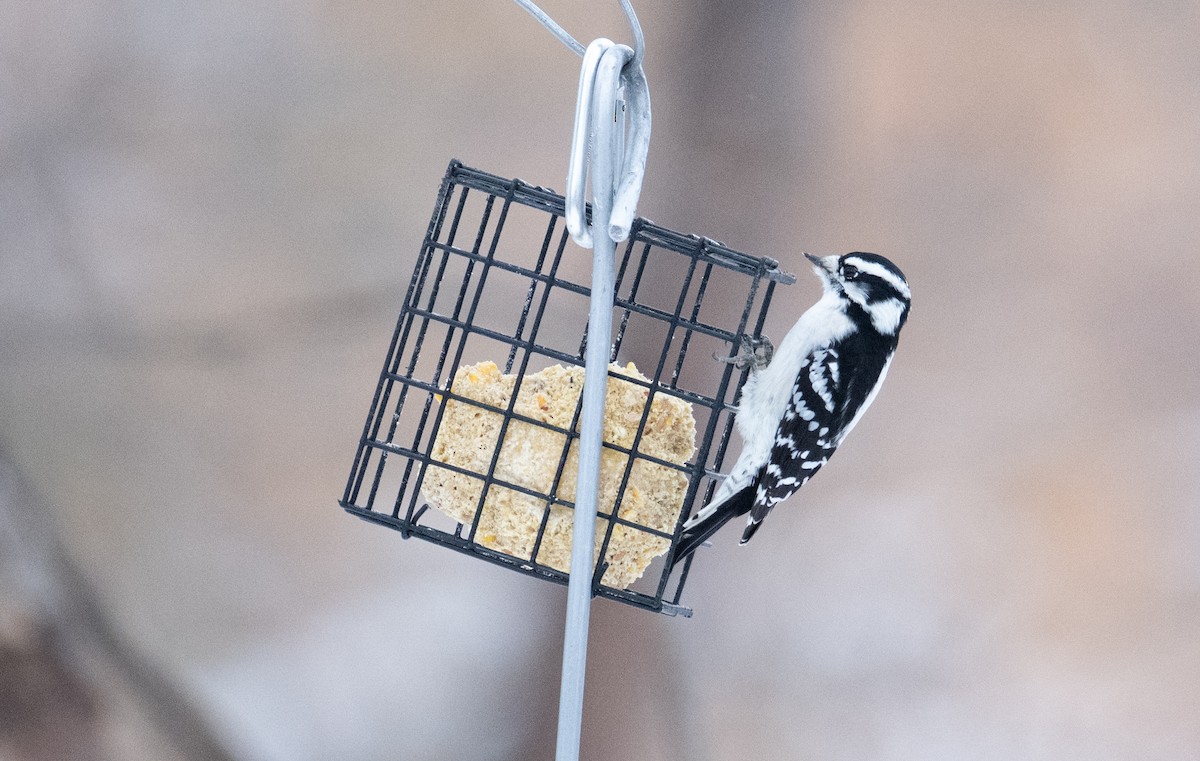 Downy Woodpecker - ML645410343