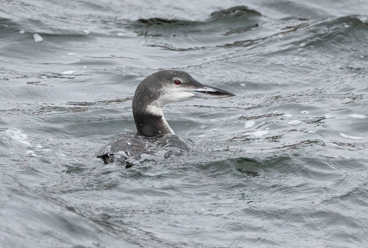 Common Loon - ML645410344