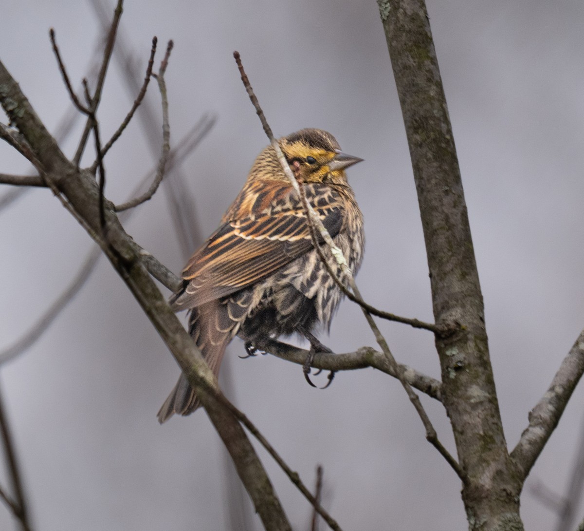 Red-winged Blackbird - ML645410345