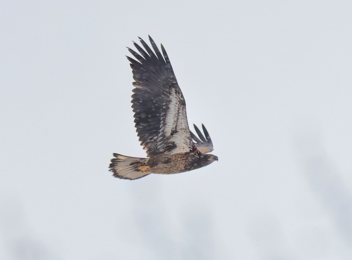 Pigargo Americano - ML645410356