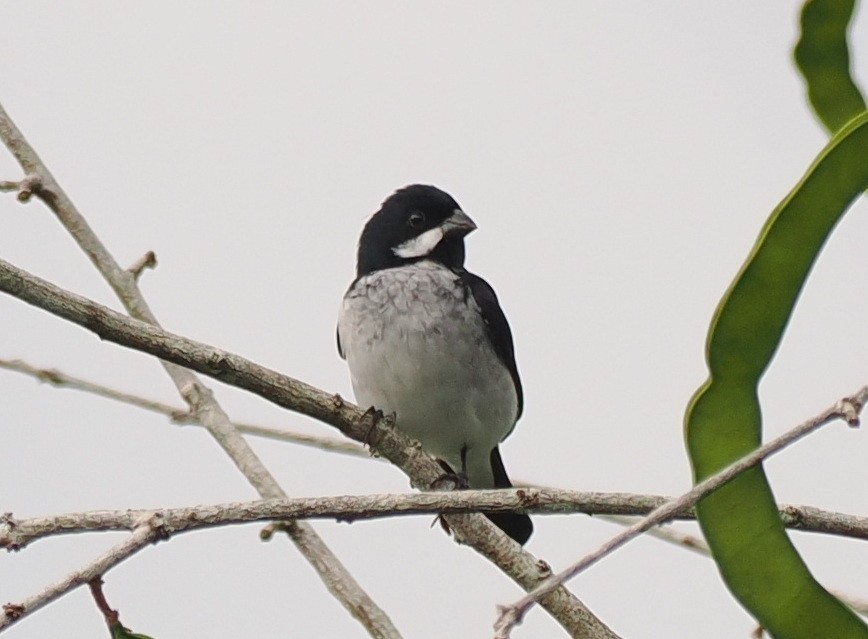 Lesson's Seedeater - ML645410358