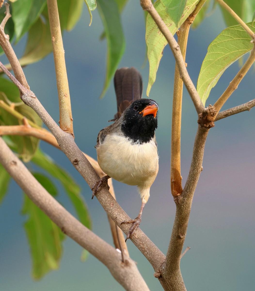Black-throated Saltator - ML645410365
