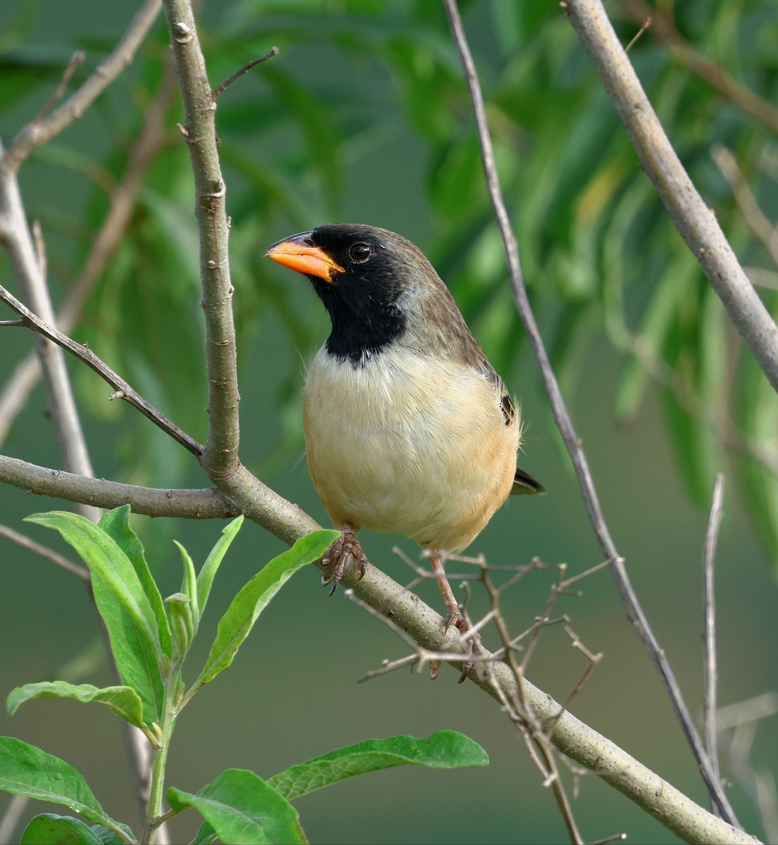 Black-throated Saltator - ML645410366