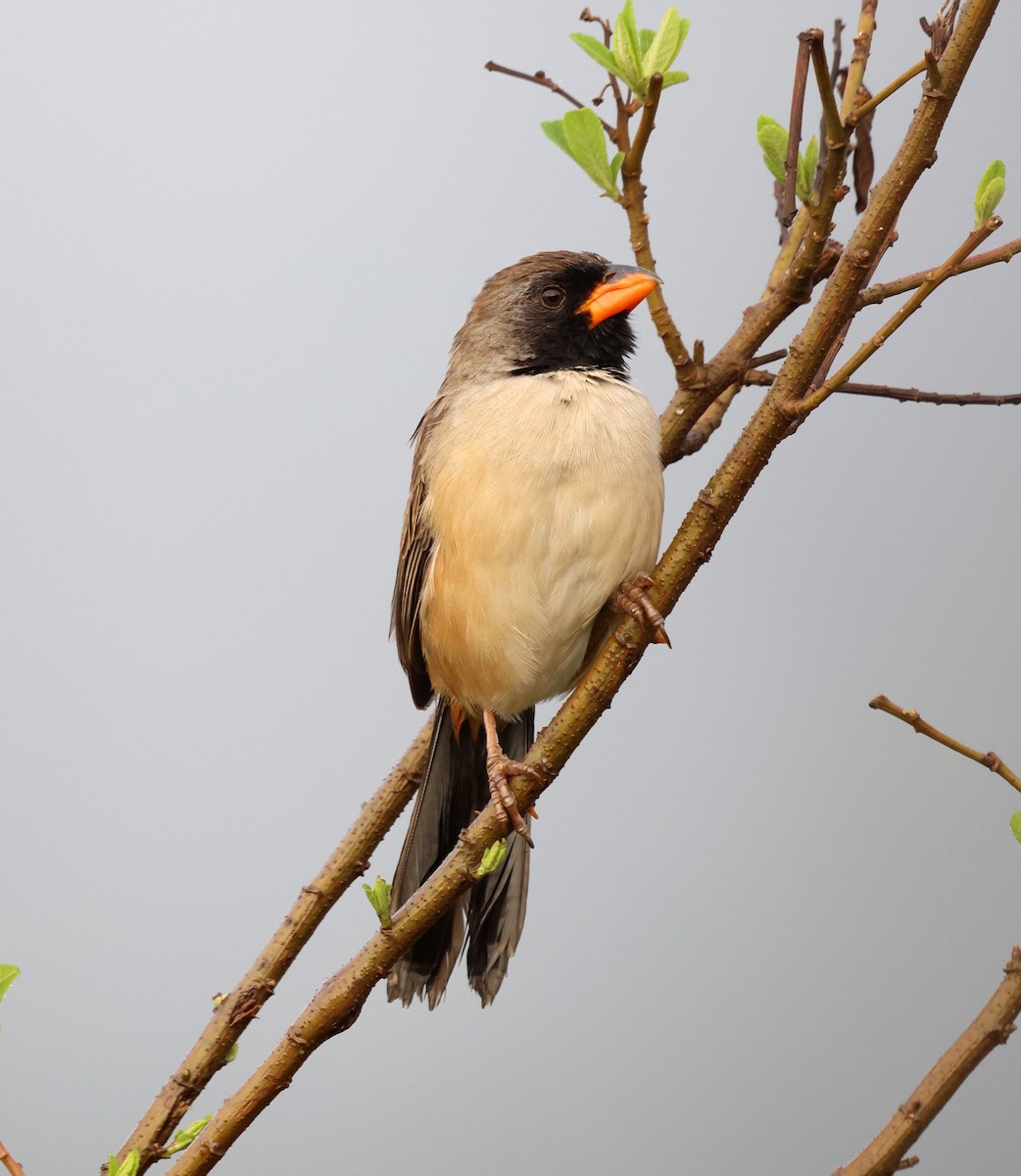 Black-throated Saltator - ML645410367