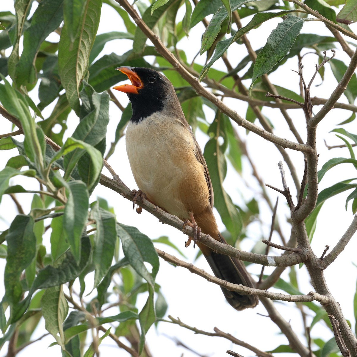 Black-throated Saltator - ML645410368