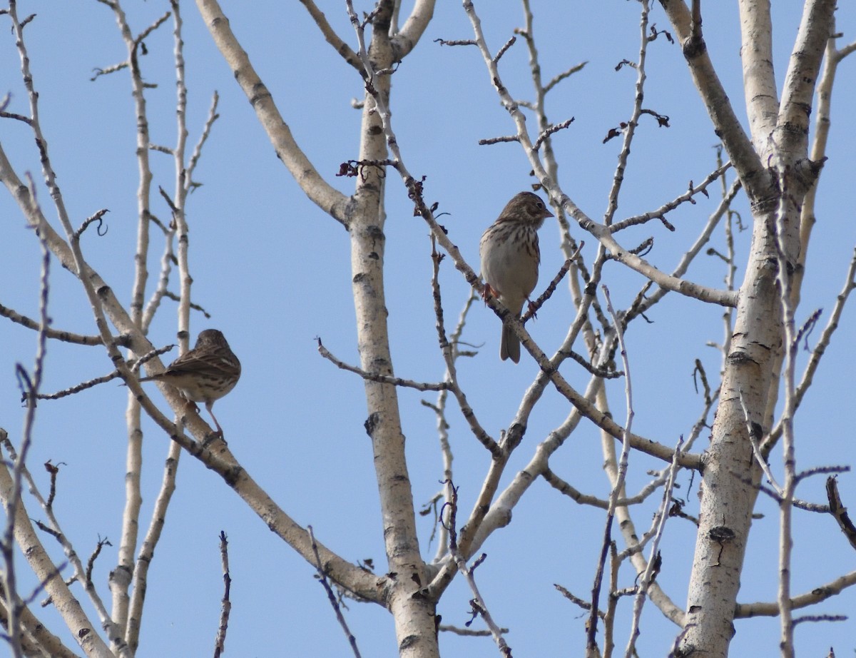 Vesper Sparrow - ML645410388