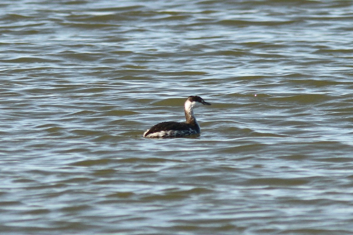 Txilinporta urrebelarria - ML645410389