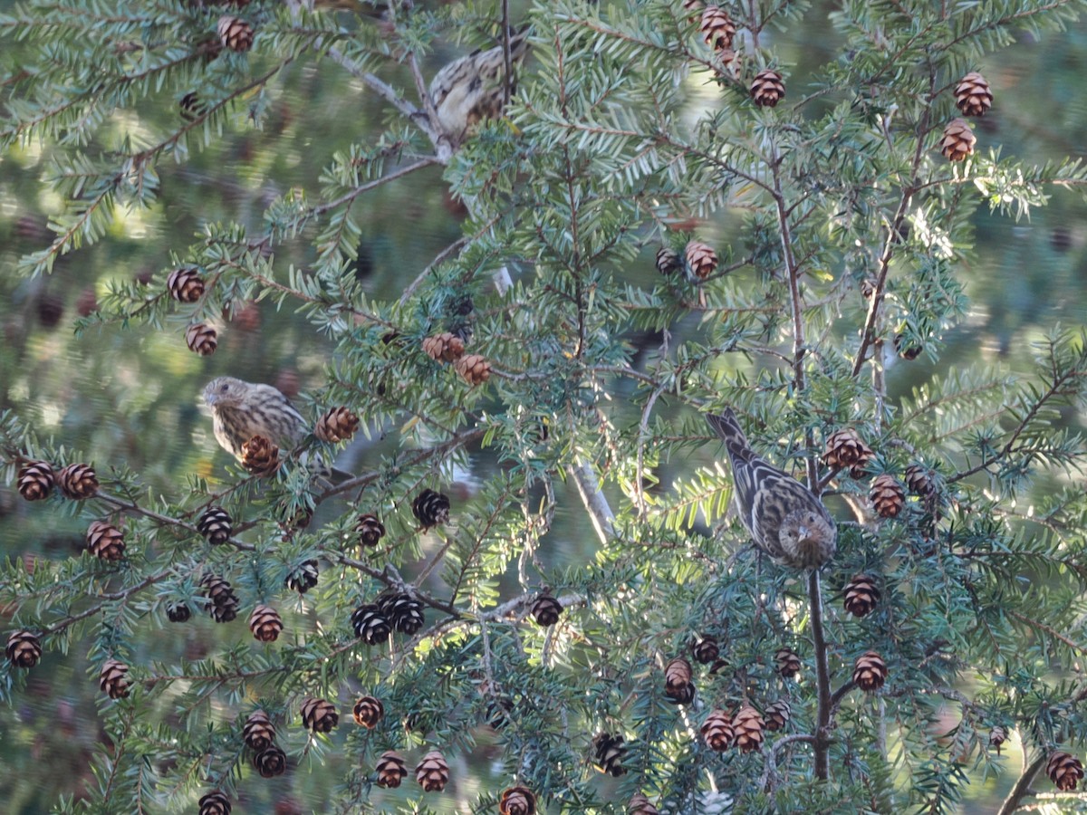 Pine Siskin - ML645410391