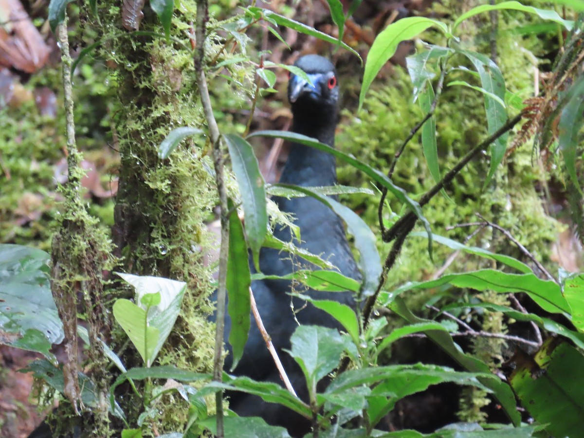 Pénélope unicolore - ML645410401