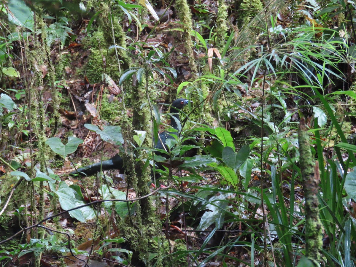 Pénélope unicolore - ML645410402