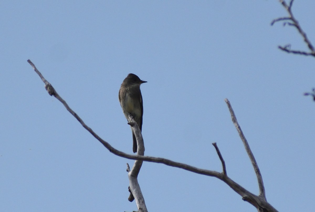 Western Wood-Pewee - ML645410410