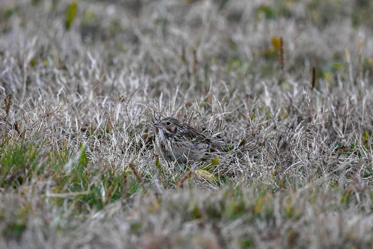 Vesper Sparrow - ML645410420