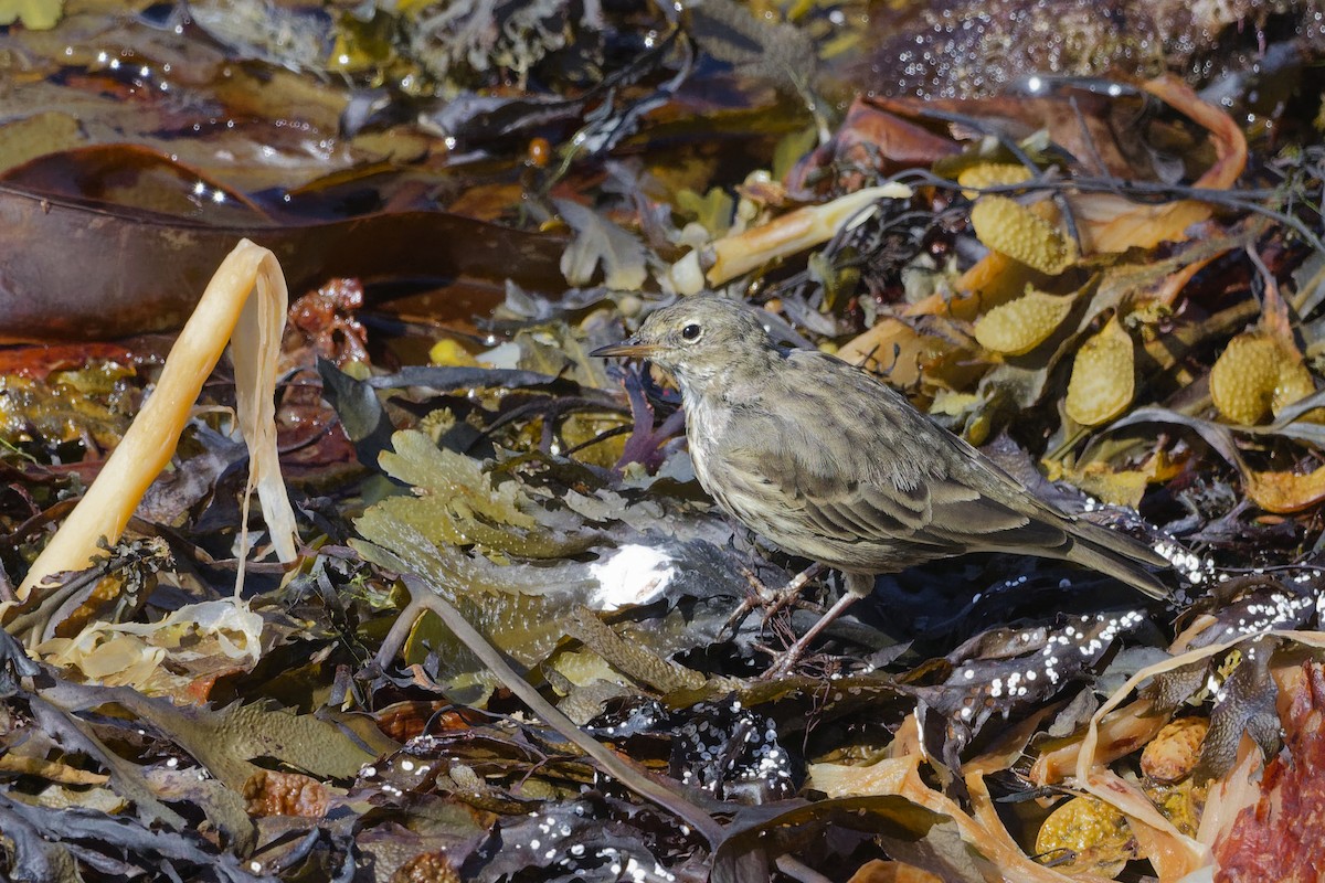 Rock Pipit - ML645410426