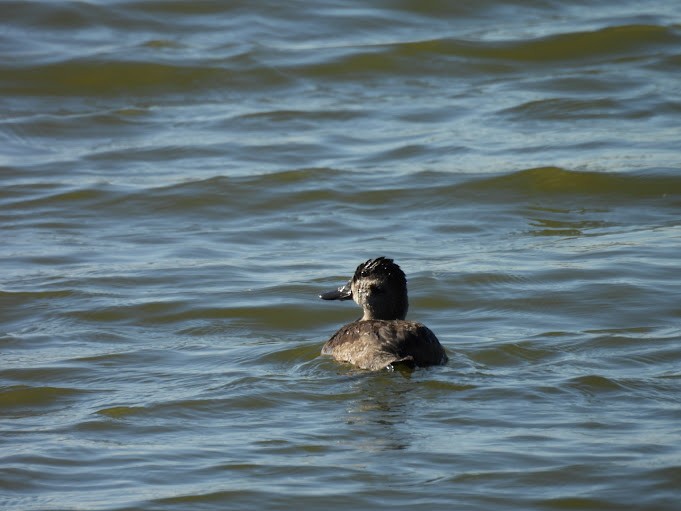 Ruddy Duck - ML645410434