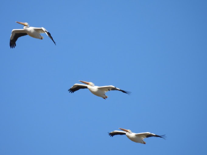 American White Pelican - ML645410437