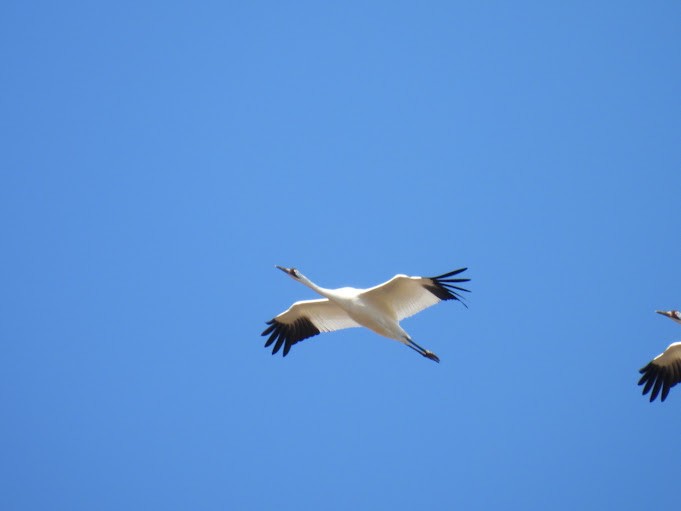Whooping Crane - ML645410442