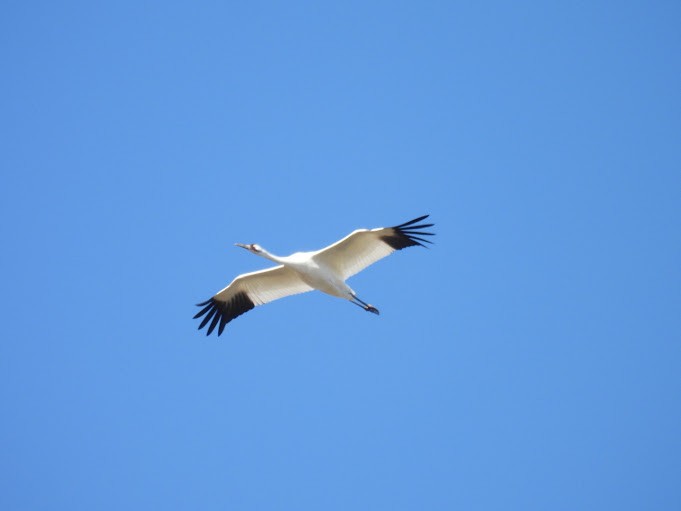 Whooping Crane - ML645410443