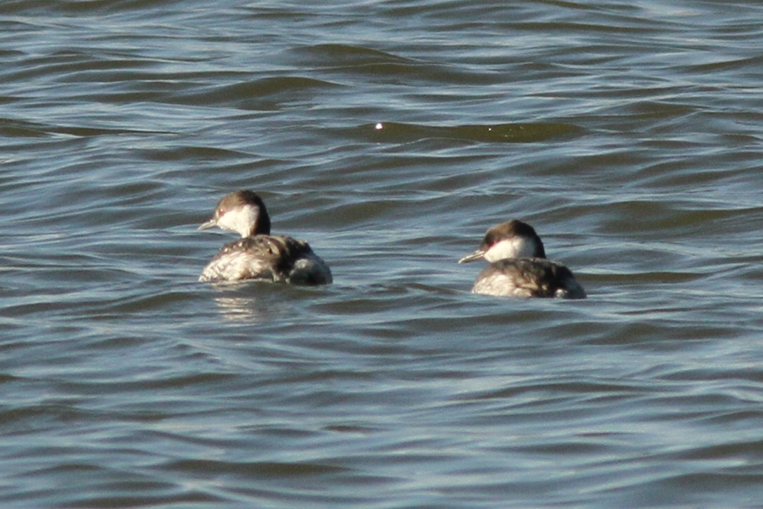 Txilinporta urrebelarria - ML645410446