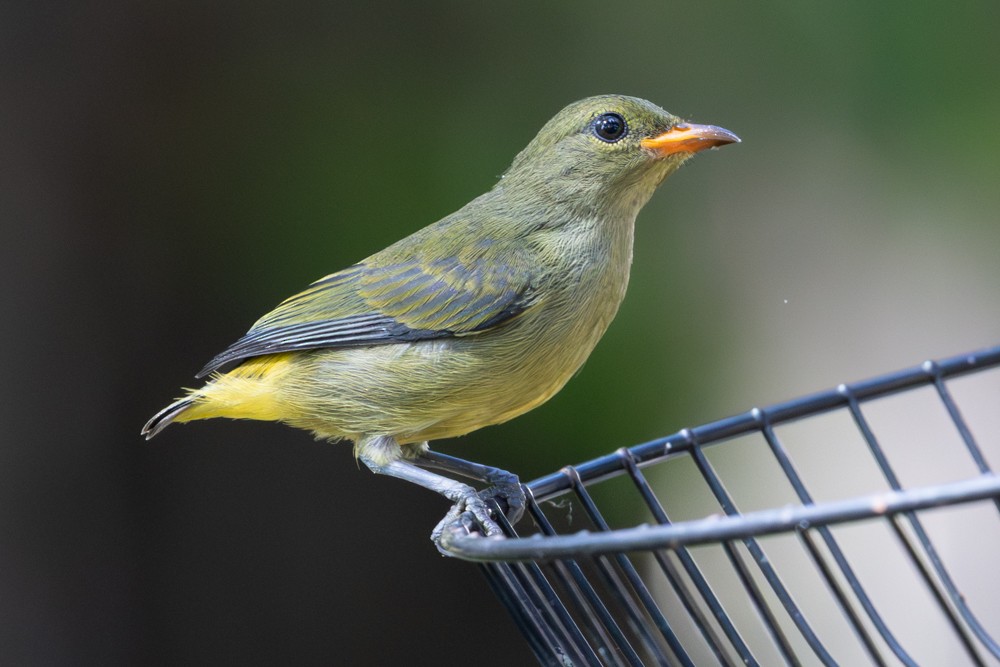 Orange-bellied Flowerpecker (Orange-bellied) - ML645410452