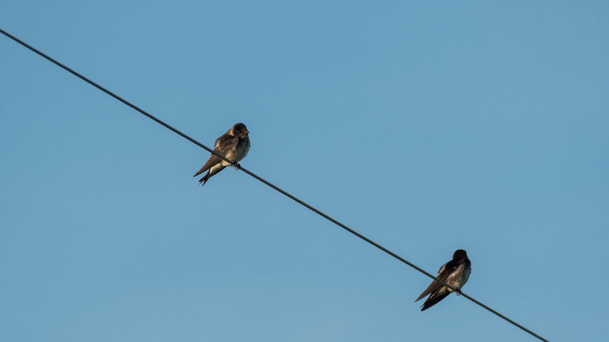 Большая ласточка - ML645410455