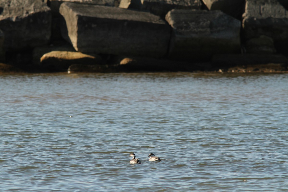 Txilinporta urrebelarria - ML645410466