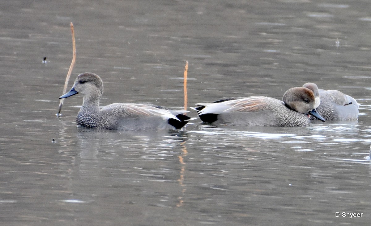 Gadwall - ML645410476