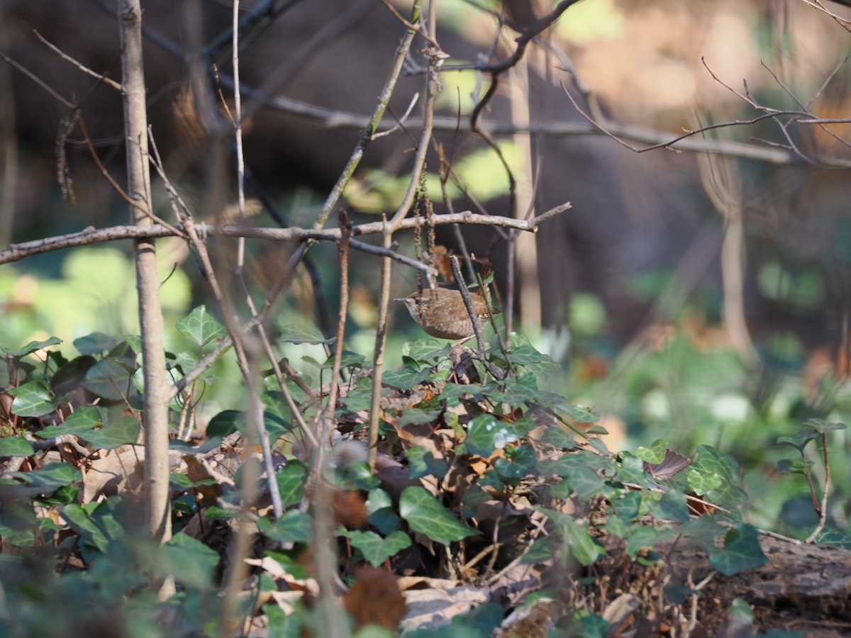 Winter Wren - ML645410493