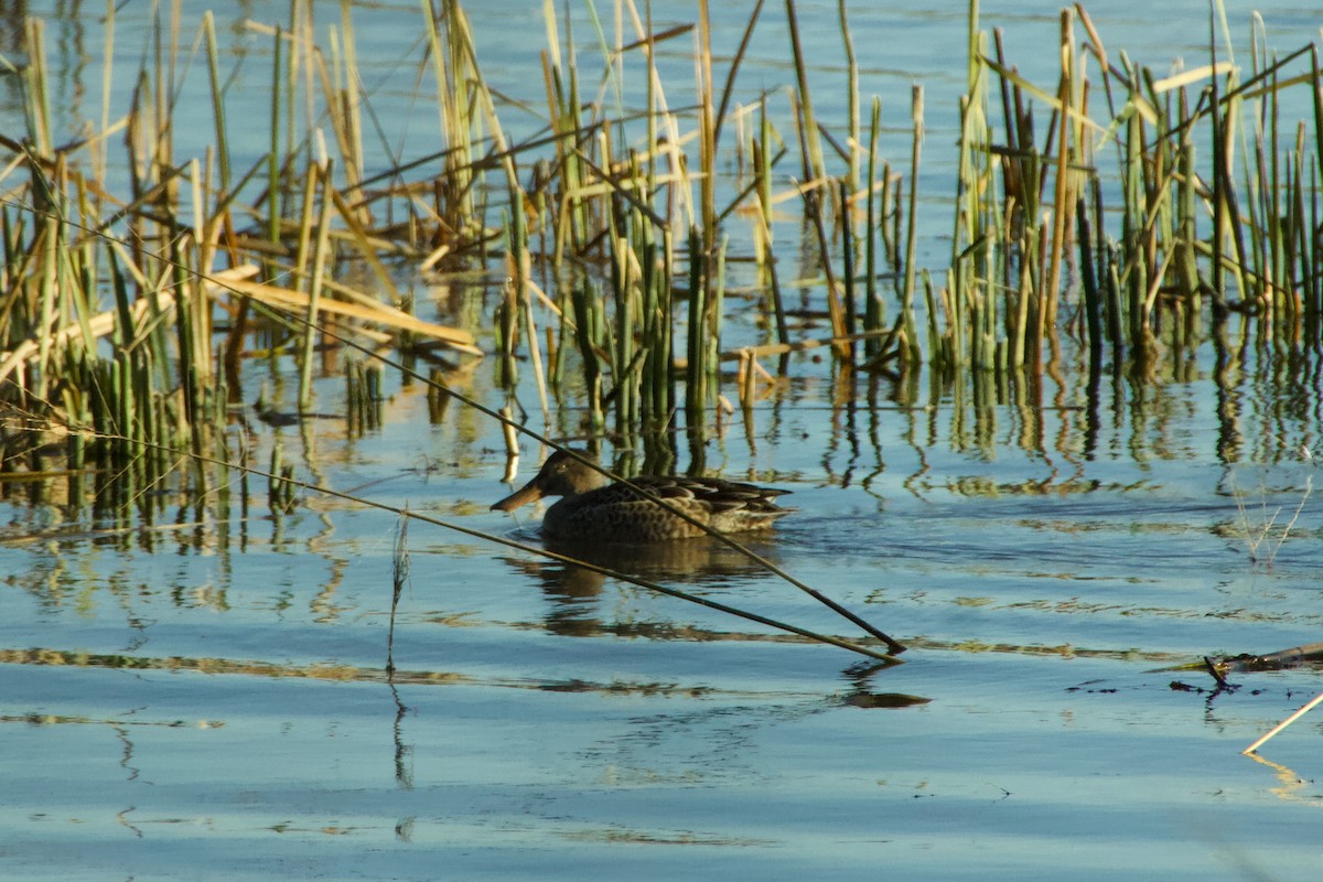 琵嘴鴨 - ML645410494