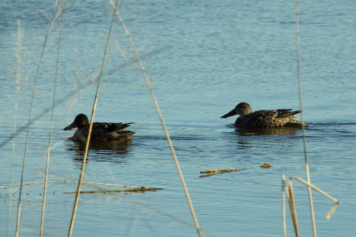 琵嘴鴨 - ML645410495