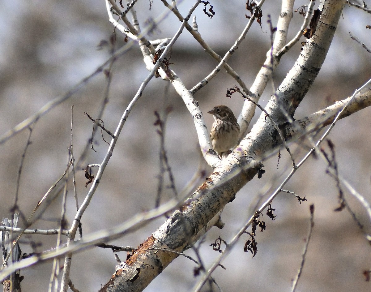 Vesper Sparrow - ML645410496