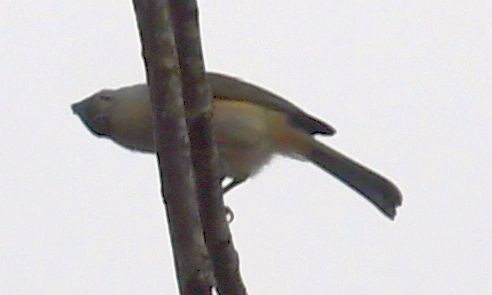Tufted x Black-crested Titmouse (hybrid) - ML645410498