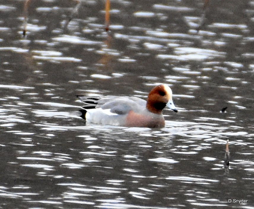 Eurasian Wigeon - ML645410504