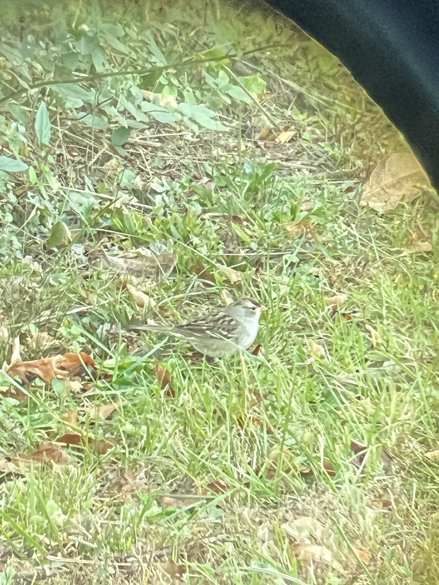 White-crowned Sparrow - ML645410508