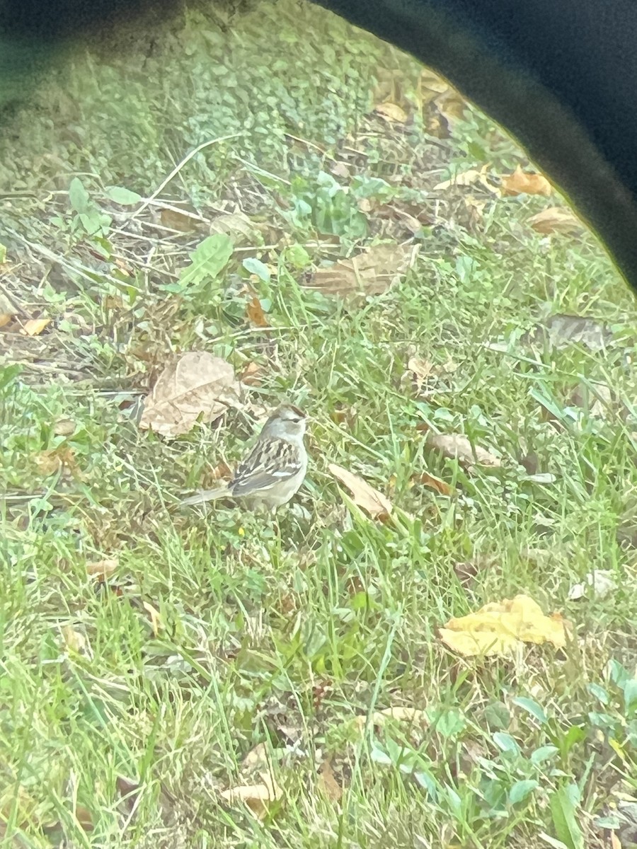 White-crowned Sparrow - ML645410509