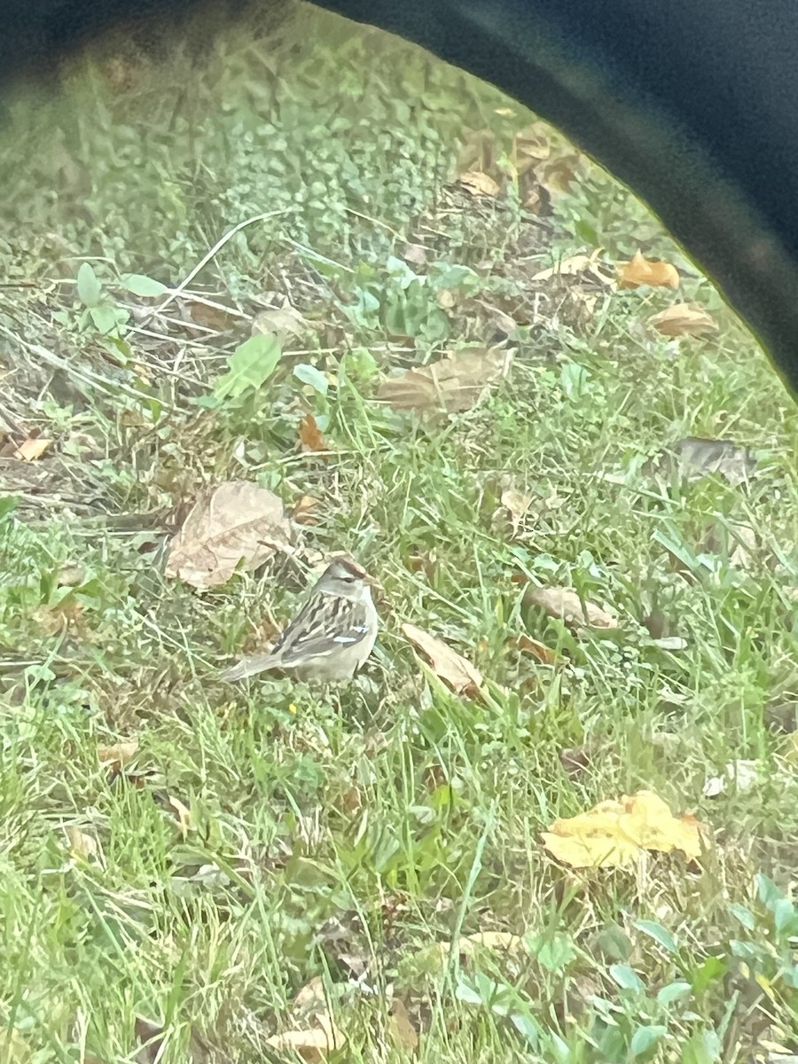 White-crowned Sparrow - ML645410510