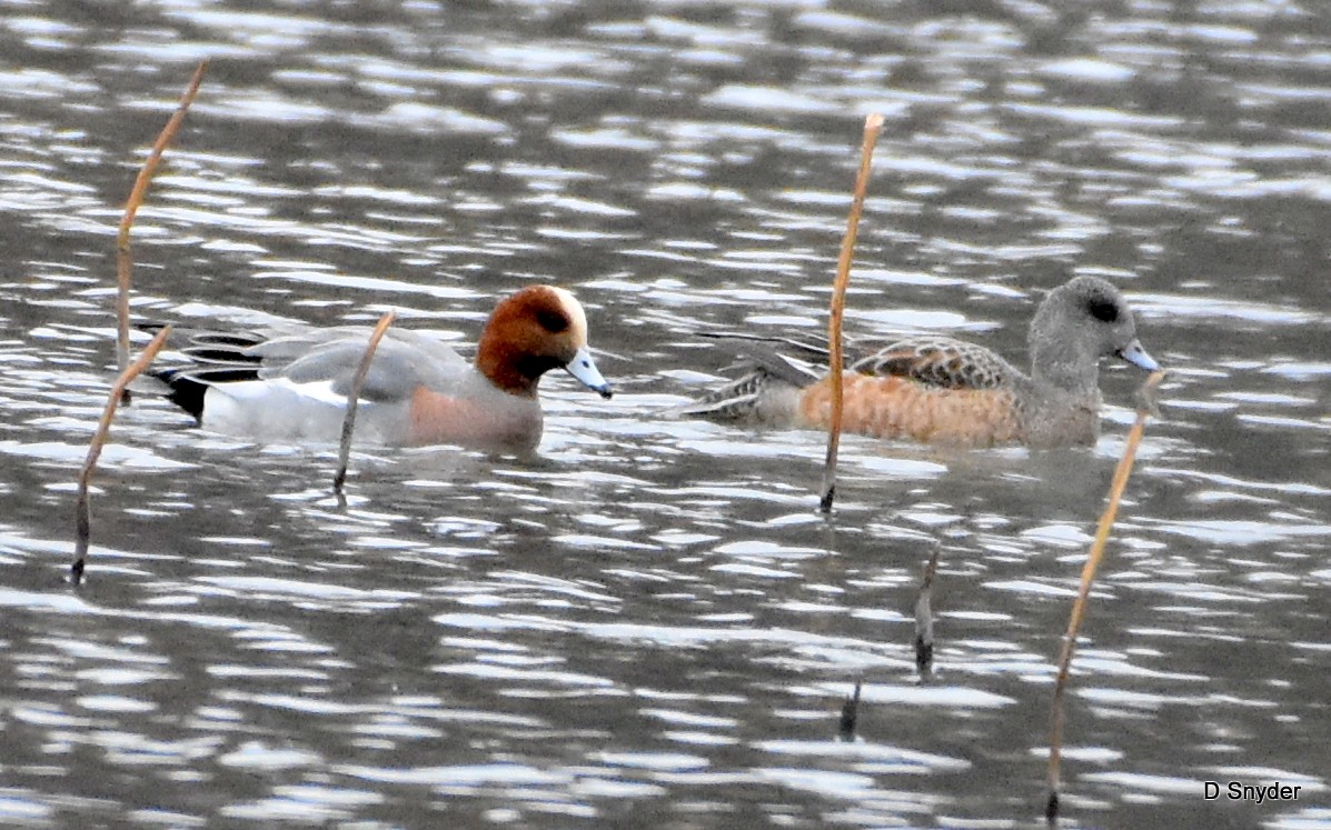 Eurasian Wigeon - ML645410513