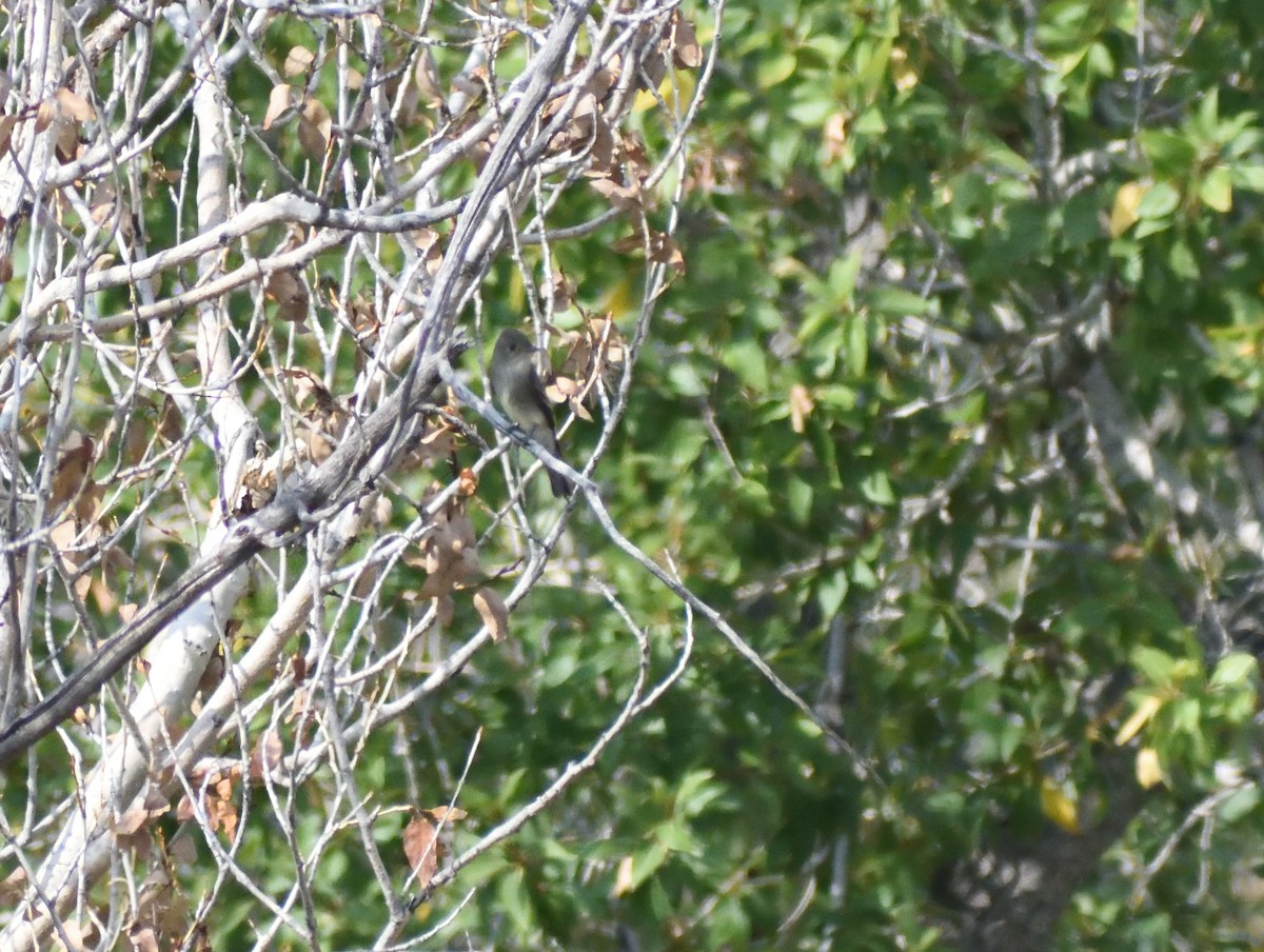 Western Wood-Pewee - ML645410517