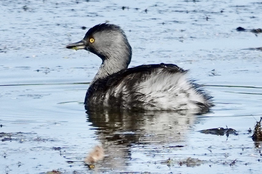 Least Grebe - ML645410520