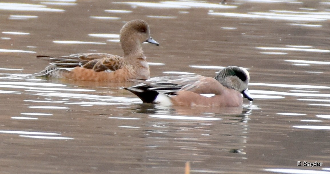 American Wigeon - ML645410525