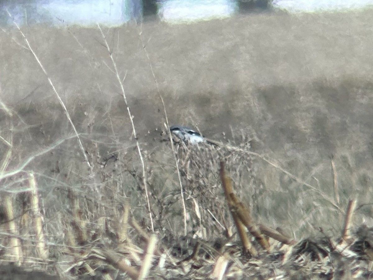 Loggerhead Shrike - ML645410530