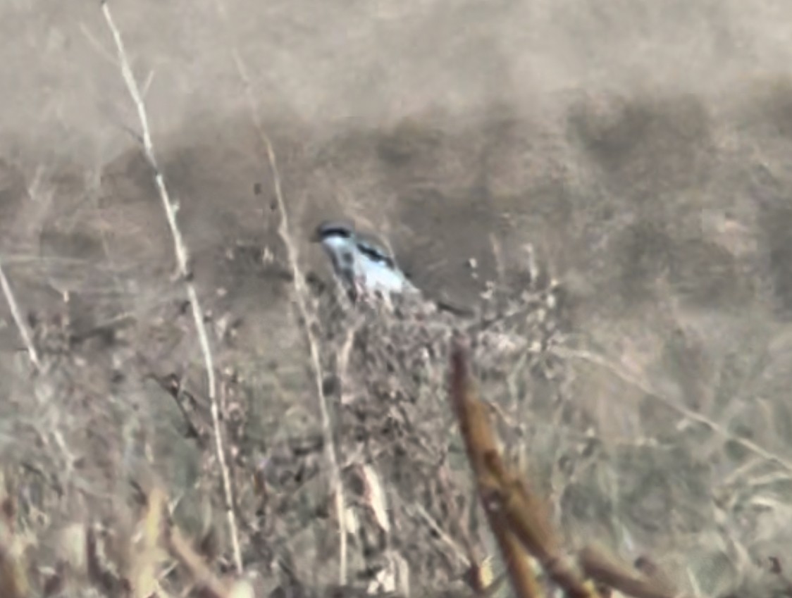 Loggerhead Shrike - ML645410531