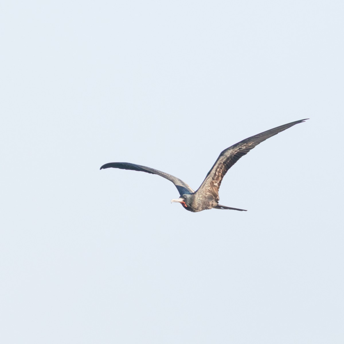 Magnificent Frigatebird - ML645410532
