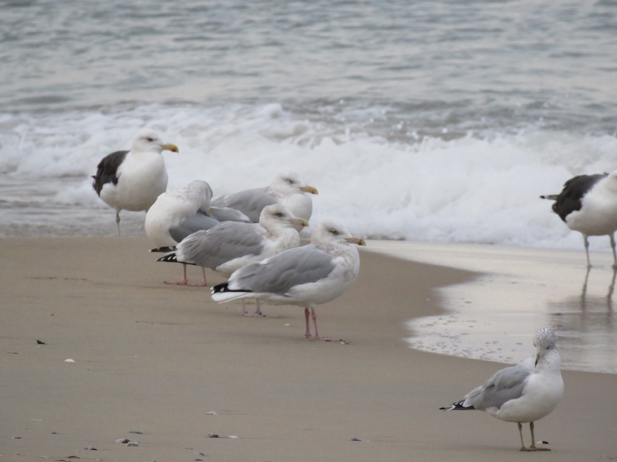 American Herring Gull - ML645410534