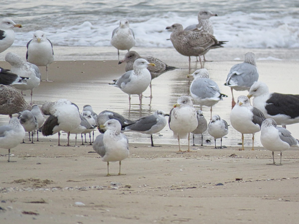 American Herring Gull - ML645410535
